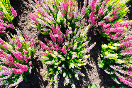 A top view of the beautiful colorful Calluna vulgaris or heather flowers in the garden on a sunny dayの写真素材