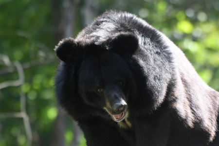 The Asian black bear (Ursus thibetanus) in Huai Kha Khaeng Wildlife Sanctuary, Thailand