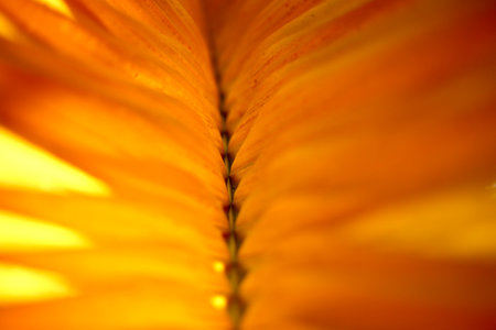 A macro shot of a yellow palm tree leaf textureの写真素材