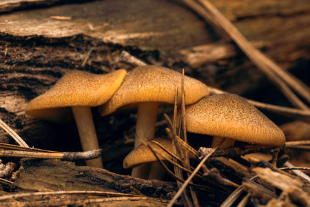 A closeup shot of yellow mushrooms on woodの写真素材