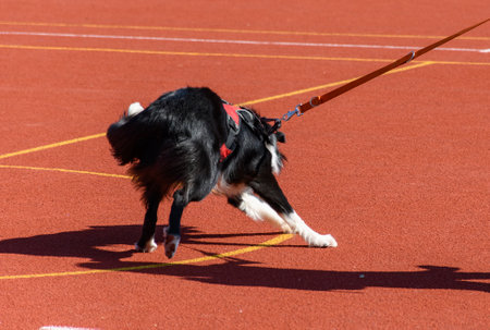 Adorable border collie service dog running around agility course during search and rescue trainingの写真素材
