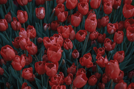 A closeup of red tulips with waterdropsの写真素材