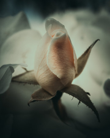 A vertical shot of a beautiful rose for wallpaper and backgroundの写真素材