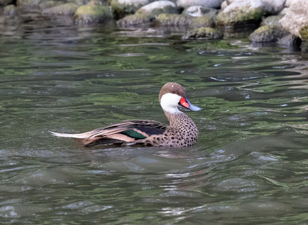 A swimming Eaton's pintail duck in a pondの写真素材