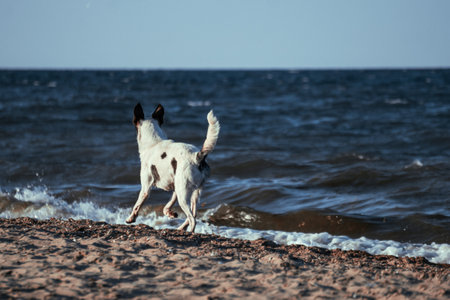 Dog in the sunset light on the beachの写真素材