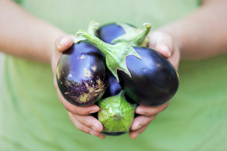 The hands holding just harvested eggplants in a village, in South Italyの写真素材