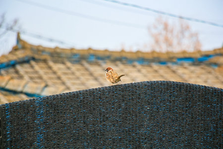 A small House sparrow perched on a blurred backgroundの写真素材