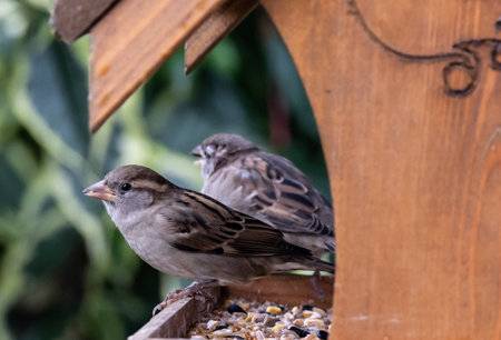 A closeup shot of two sparrow birds in a birdhouseの写真素材