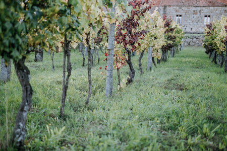A scenic view of grape trees in a vineyardの写真素材