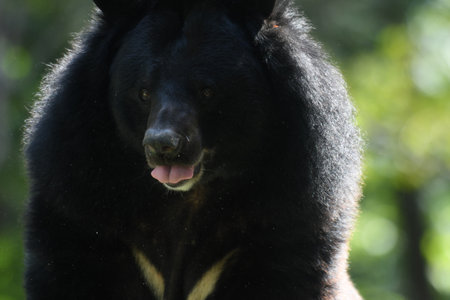 The Asian black bear (Ursus thibetanus) in Huai Kha Khaeng Wildlife Sanctuary, Thailandの写真素材