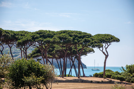 A view of Gulf of Baratti and pine treesの写真素材