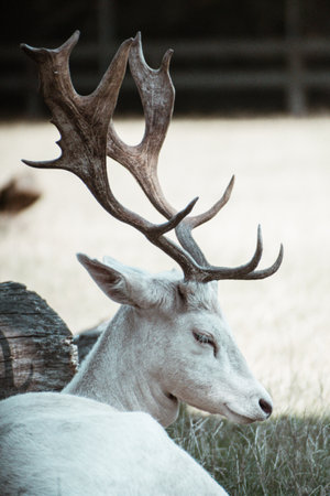 A selective of a rear albino white-tailed deer resting on the grassの写真素材