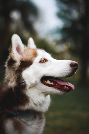 A vertical portrait of a Siberian Husky dog in the parkの写真素材