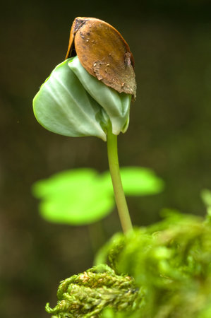 A Beech seedling with beech on the young shoot