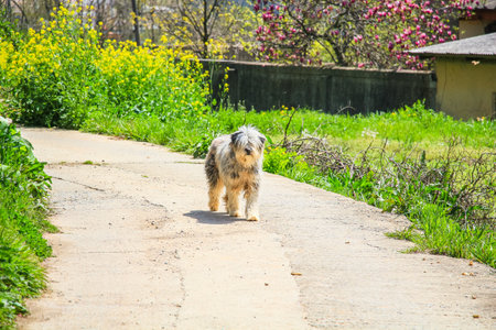 A furry terrier walking through the path in the parkの写真素材