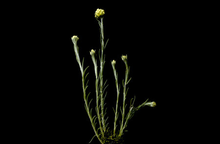 Helichrysum stoechas, known as Mediterranean strawflower, curry plant, or eternal flower, is an annual or perennial shrub, black backgroundの写真素材