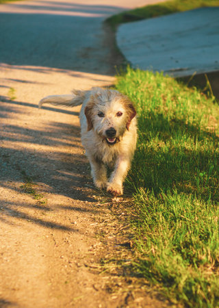 A vertical shot of a white dog walking along a sidewalkの写真素材