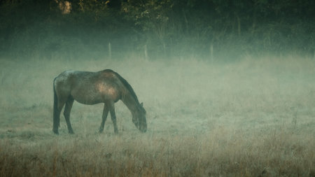 A shallow focus of a grazing horse on a gloomy dayの写真素材