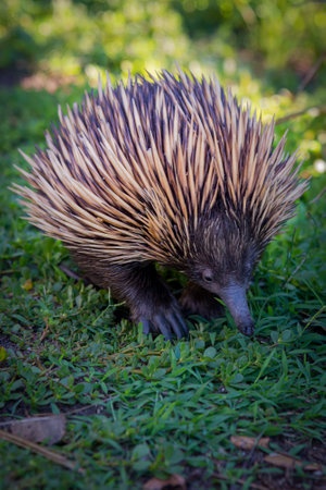 Echidna walking on grass towards camera in Sydney, Australiaの写真素材