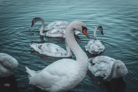 A closeup shot of a group of swans swimming in a lakeの写真素材