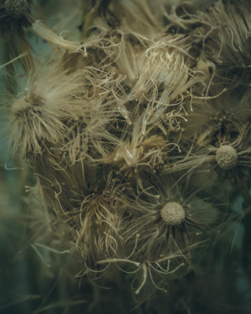 A vertical shot of dry flowers for wallpaper and backgroundの写真素材
