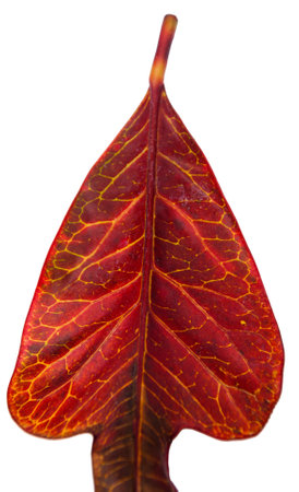 Dry leaves on white background, tropical forest in Guatemala central america.