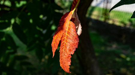 A closeup shot of a leaf in autumn