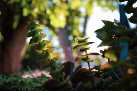 A closeup of succulents growing in a forest under the sunlight with a blurry backgroundの写真素材