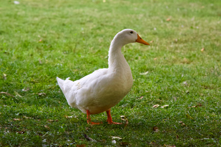 A closeup of an American Pekin in a field under the sunlight with a blurry backgroundの写真素材