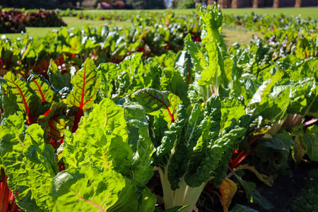 The planting of silver beet on a sunny day