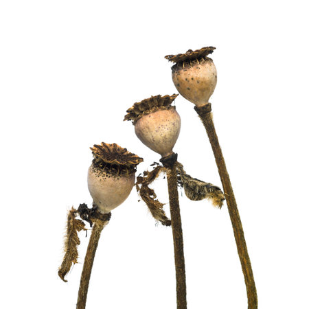 The dry poppy heads on stalks isolated on a white backgroundの写真素材