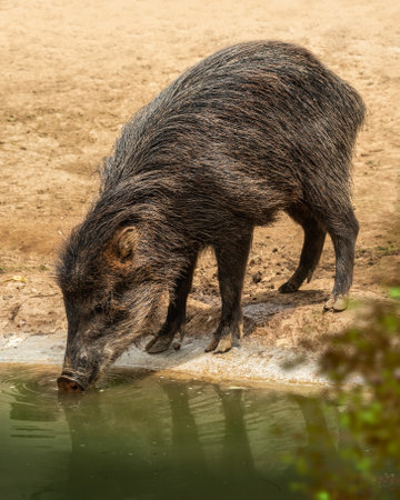 A vertical shot of a Pecari (Tayassu pecari) drinking water from a pondの写真素材