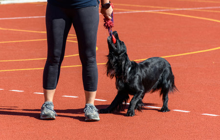Black service dog playing with trainer on agility course during search and rescue trainingの写真素材