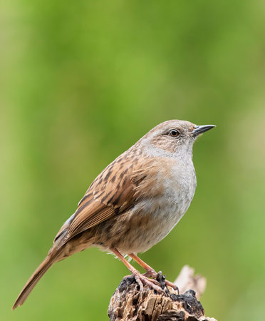 A vertical shot of an accentor bird perching on a dried wooden against a blurred background