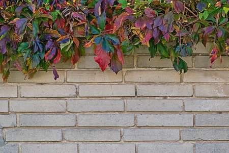 The brick wall decorated with colorful autumn foliage.の写真素材
