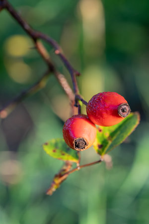 A vertical shot of rose hip
