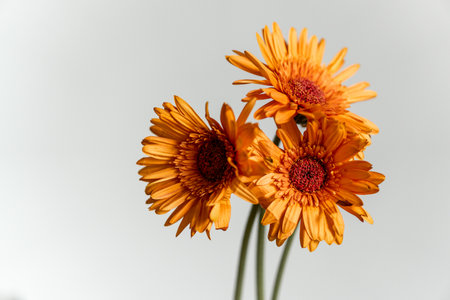 orange gerberas standing against a gray neutral background. clean and fresh.の写真素材