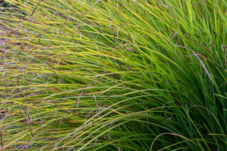 A closeup shot of green Tufted sedge grass during the dayの写真素材