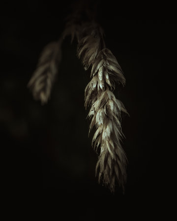 A vertical shot of wheat in the darkの写真素材