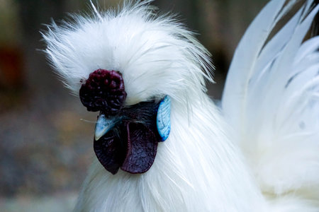 A portrait of a Chinese silk chicken with fluffy plumageの写真素材