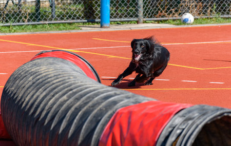 Black cocker spaniel service dog running and jumping on agility course during search and rescue trainingの写真素材