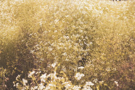 orange street in the middle of the nightの写真素材