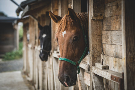 A selective focus shot of adorable horses in the farmlandの写真素材