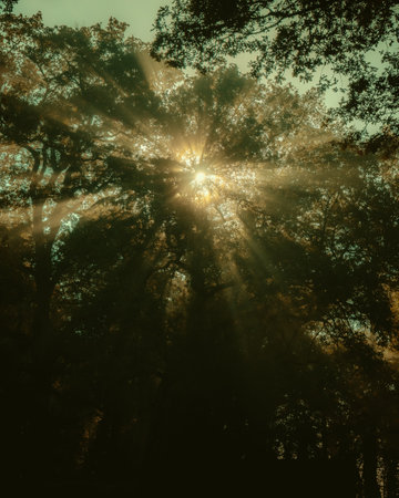 A low angle shot of sunshine coming through treesの写真素材