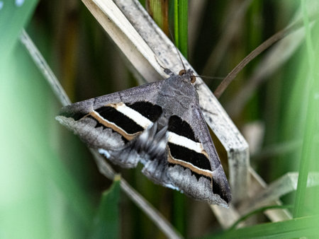 A grammodes geometrica rests on a dry leaf in a rice field near Yokohama, Japanの写真素材