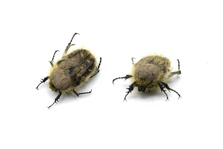 Tropinota squalida is a species of beetle belonging to the family Scarabaeidae, subfamily...