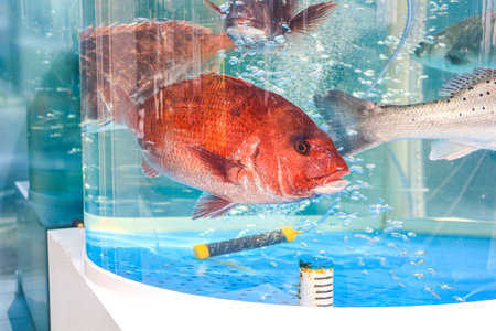An aquarium with several fish