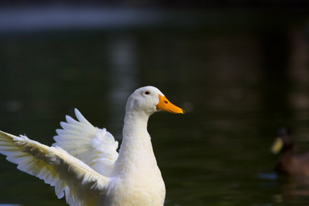 The duck in the lakeの写真素材