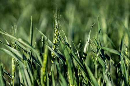 The young wheat field in Firmat, Santa Fe, Argentina