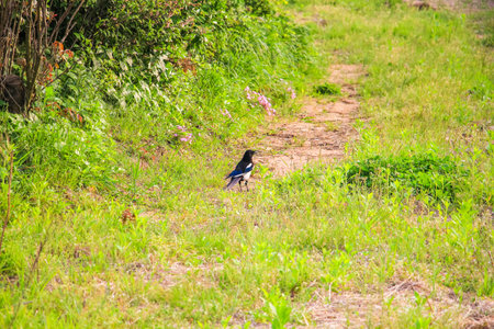 A small Eurasian magpie in the forestの写真素材